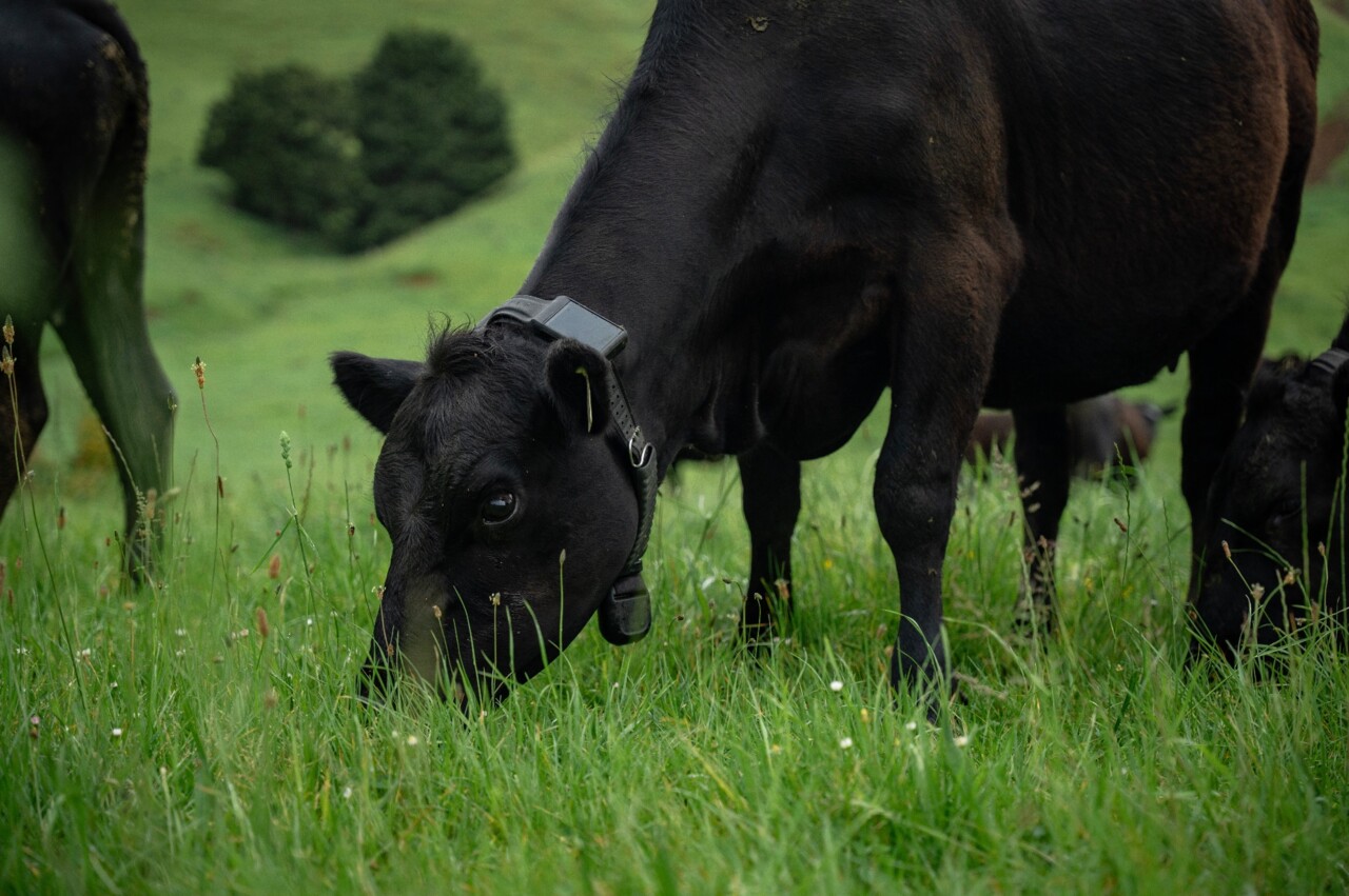 Invest-Auckland-Halter-case-study